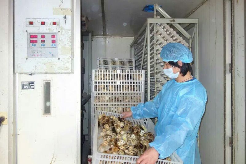 柴鸡苗1斤以下