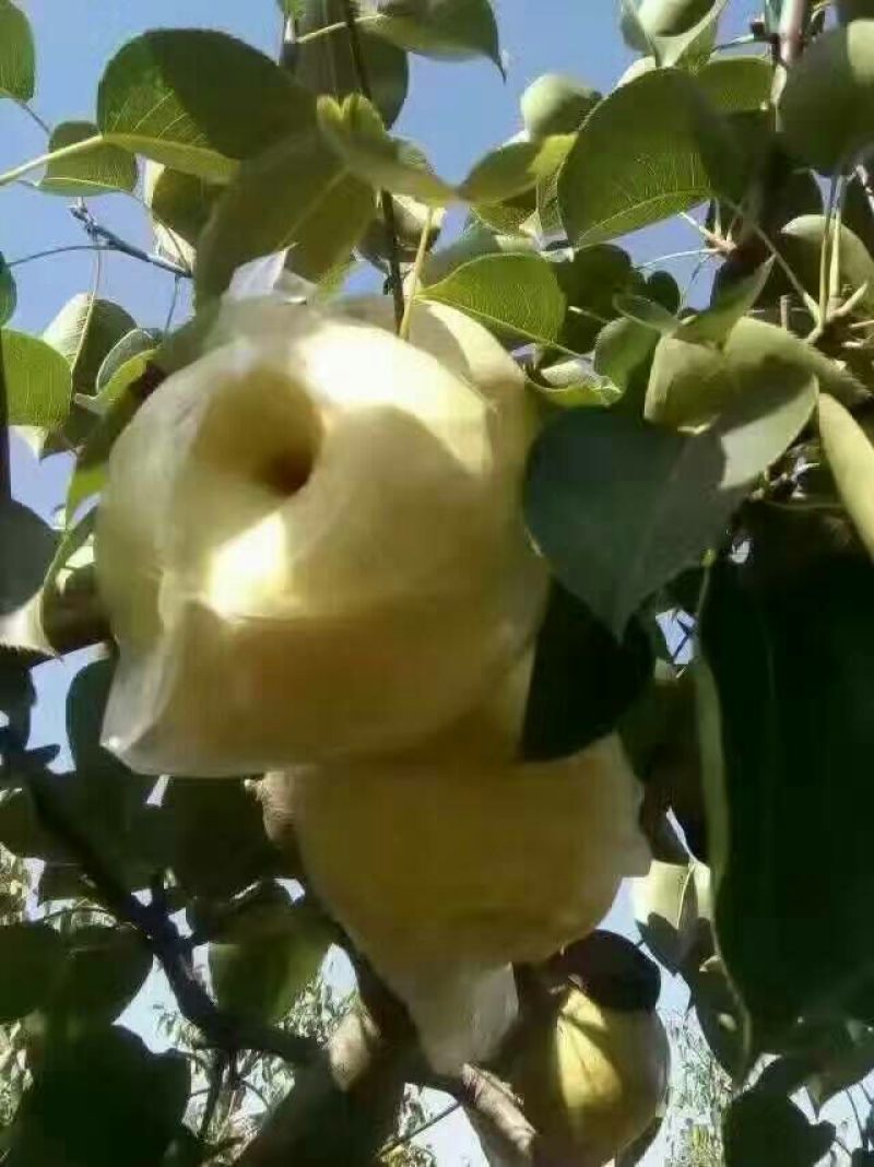 晚秋黄梨膜袋