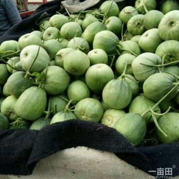 山东绿宝甜瓜，头茬原棚瓜，地头装车质量有保证价格实惠