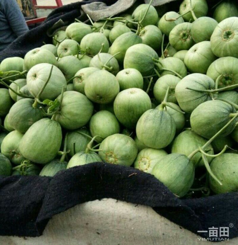 山东绿宝甜瓜，头茬原棚瓜，地头装车质量有保证价格实惠