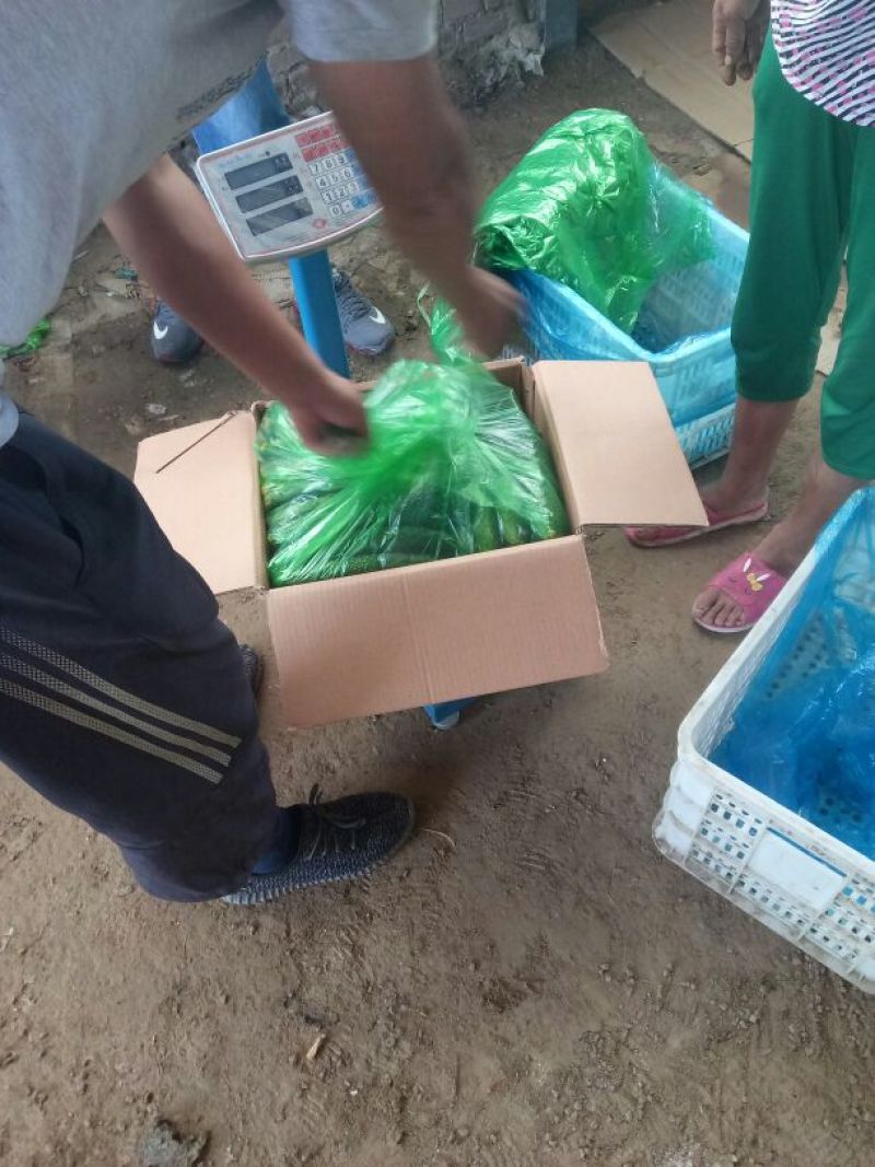 黄瓜25公分以上鲜花带刺大量上市欢迎新老客户