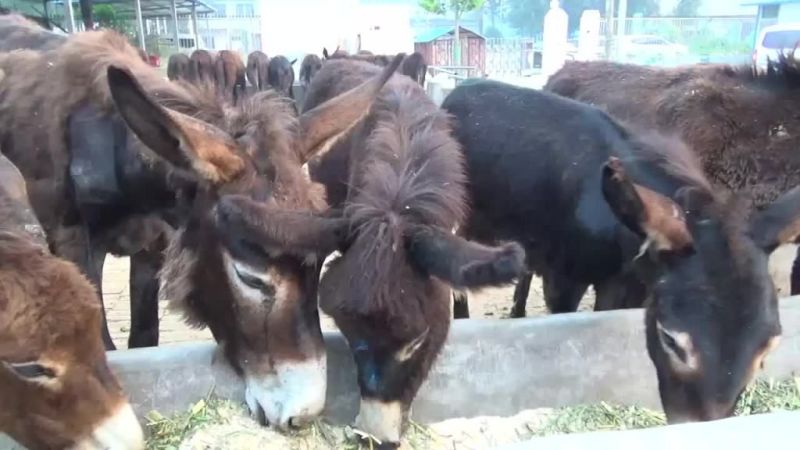 肉驴500斤以上