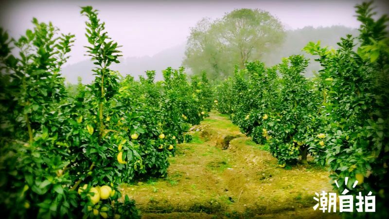 红心蜜柚1.5斤起果皮细腻个头均匀货源充足支持产地直发