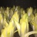 菊苣