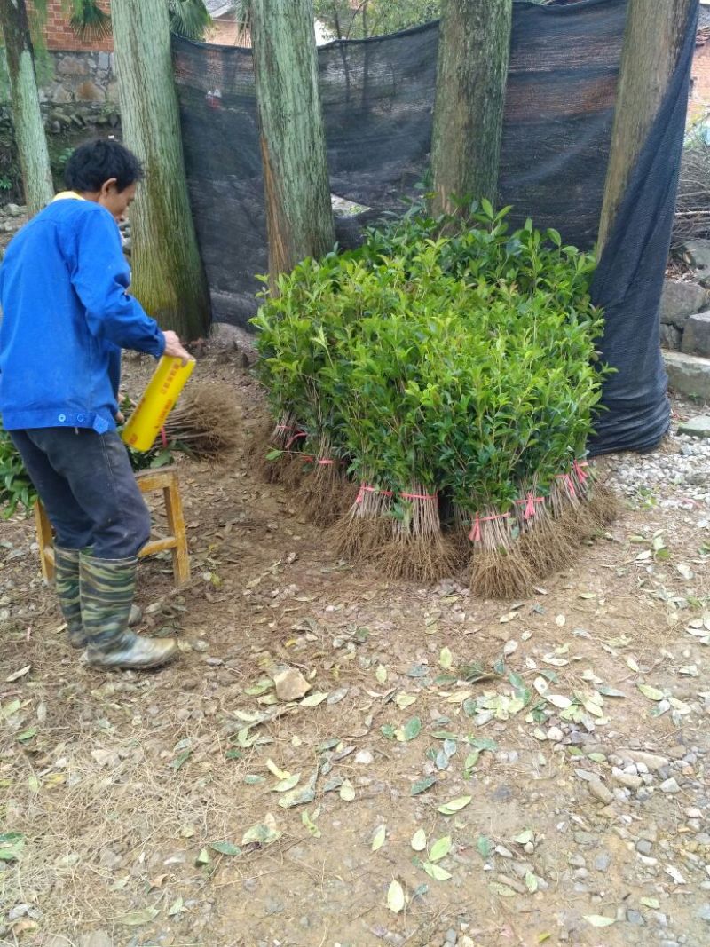 黄金桂花树苗八月桂金桂桂花树自产自销批发价