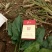 黑叶菠菜20~25厘米