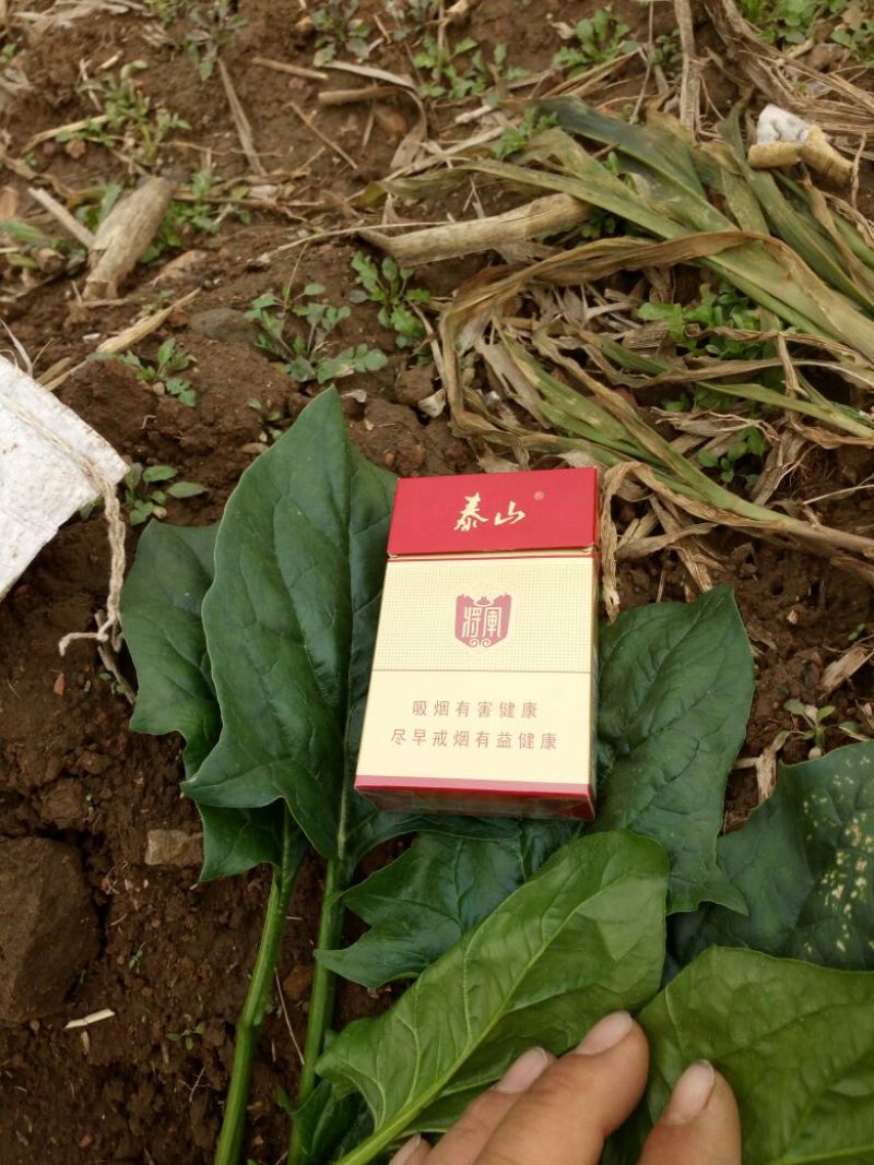 黑叶菠菜20~25厘米