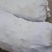 树莓苗10~30cm