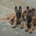 马犬公