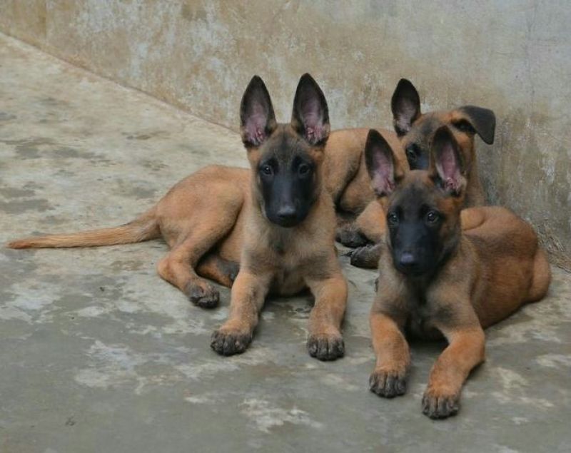 马犬公