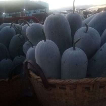 云南红河州石屏县迷你小冬瓜 2斤以上批发_徐