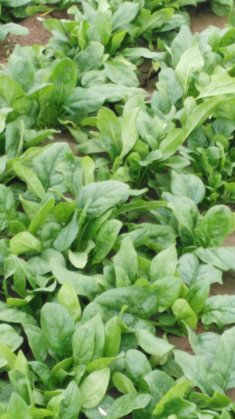 大叶菠菜