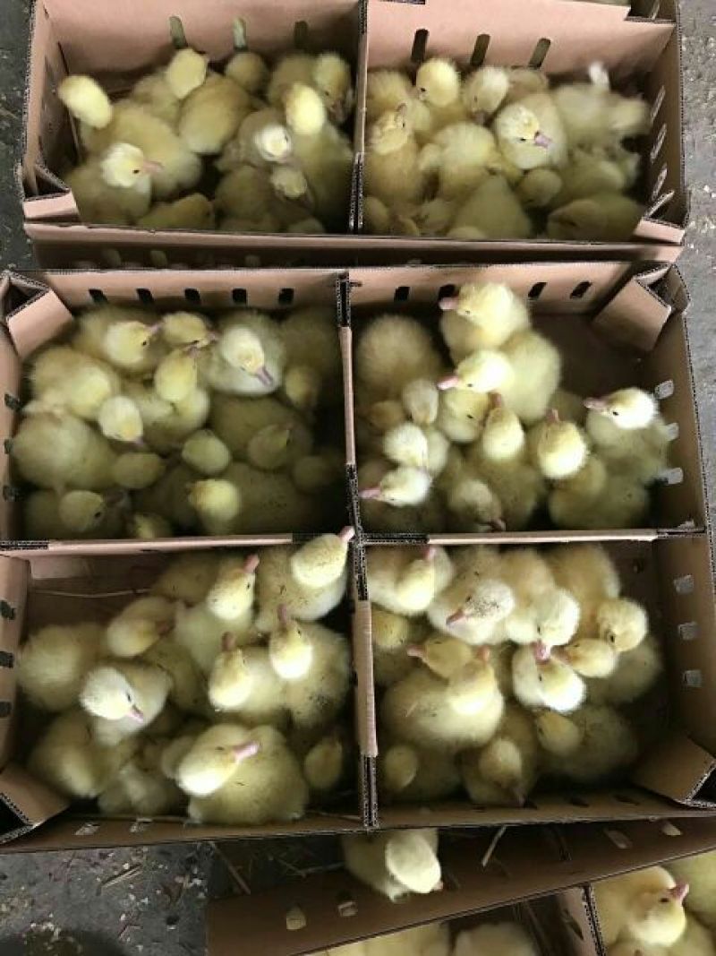 鹅苗250g以下
