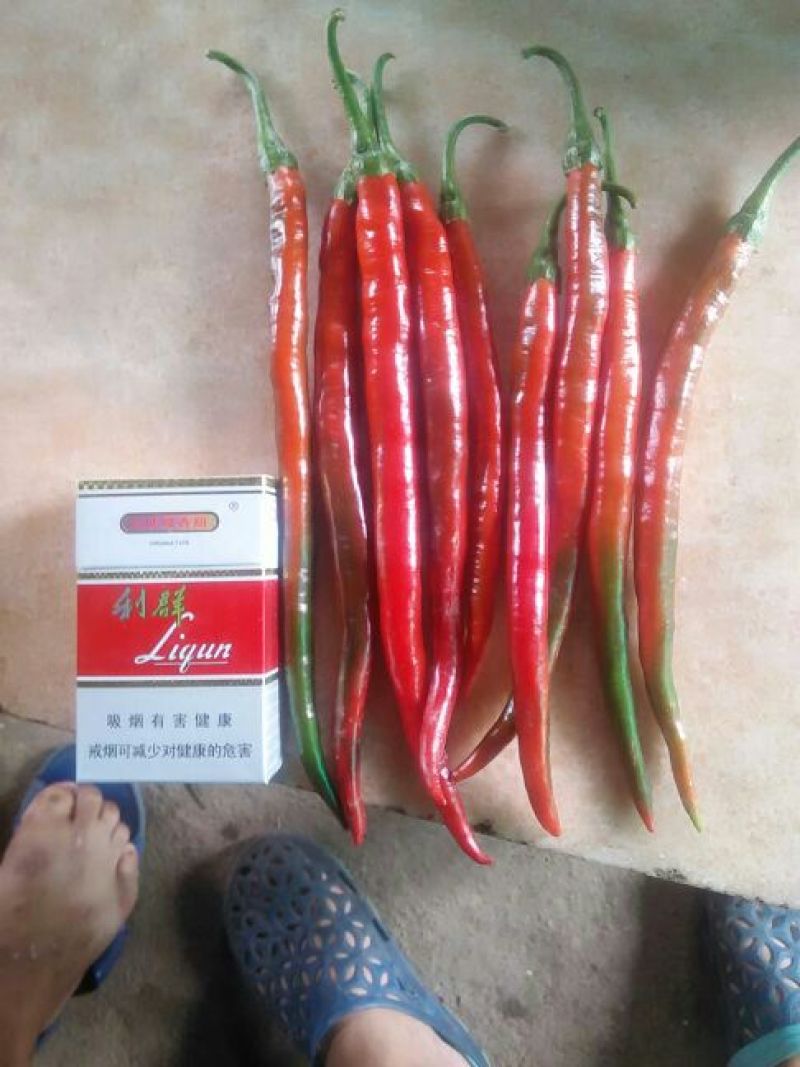 红线椒，基地直供！