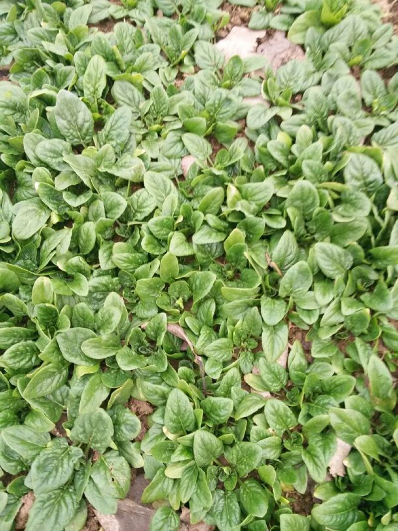 大叶菠菜10~15厘米