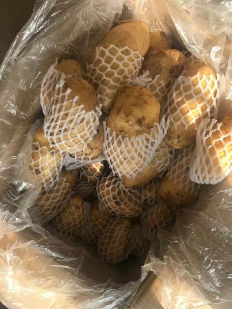 荷兰十五土豆4两以上