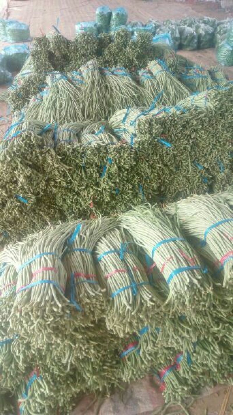 精品长豆角，大量上市，货源充足，质量很好，提供各种包装