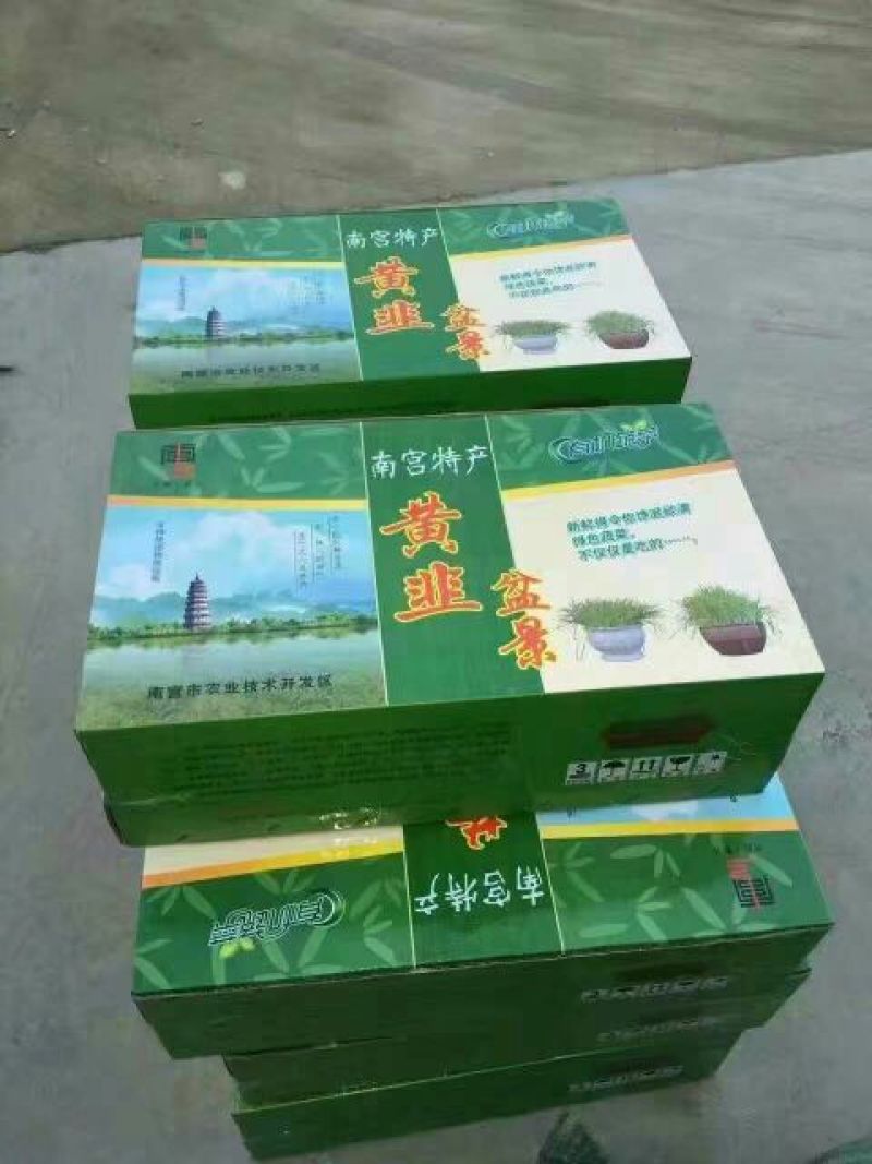 韭黄头茬20~30公分