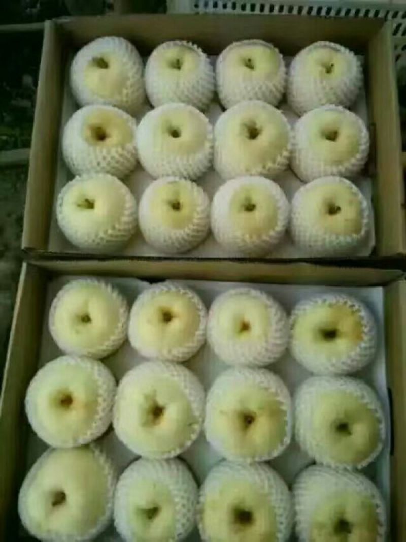 黄金梨550~600g纸箱