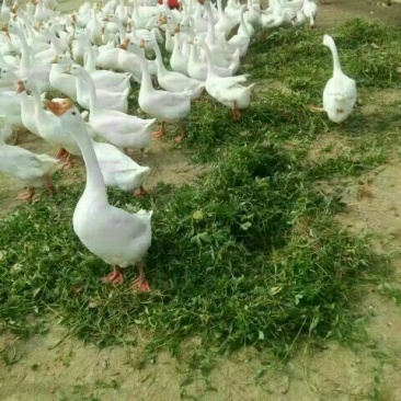 泰州白鹅鹅苗250g以下