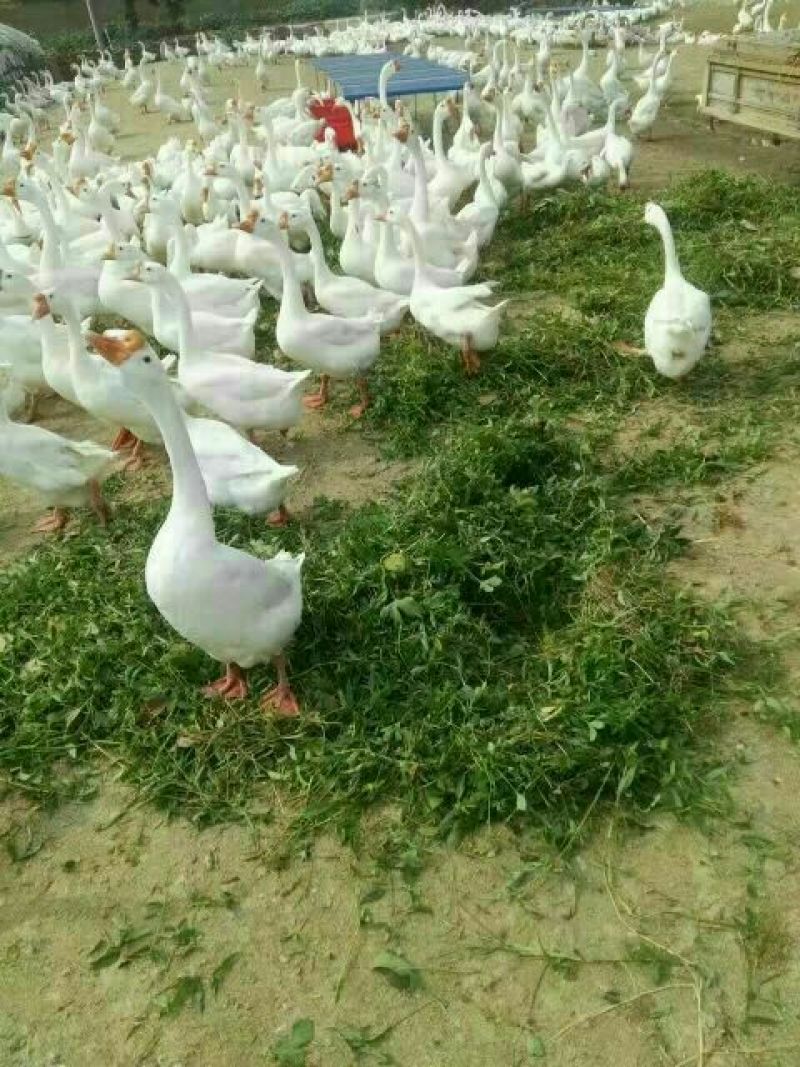 泰州白鹅鹅苗250g以下