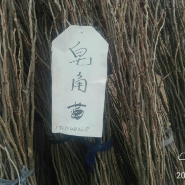 皂角树苗