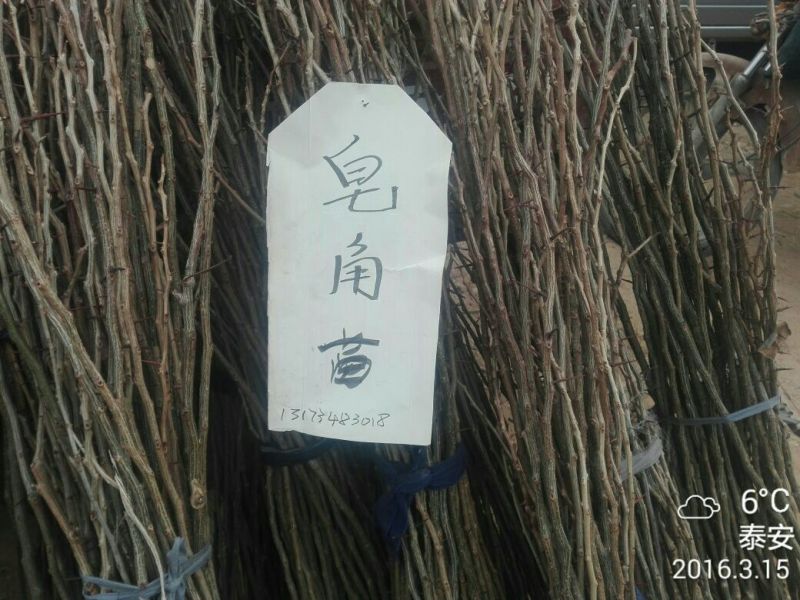 皂角树苗