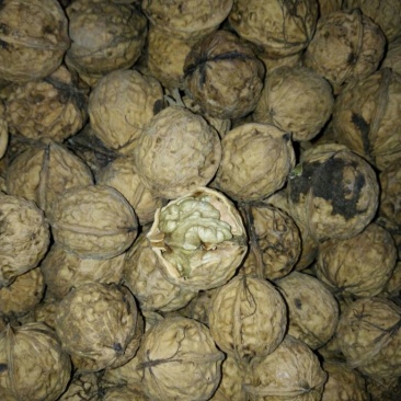 山核桃30mm以上去皮干