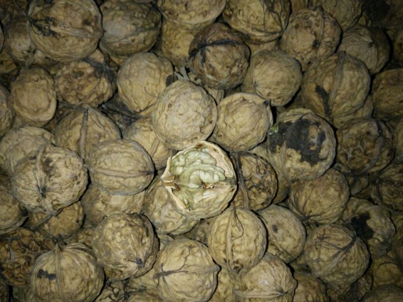 山核桃30mm以上去皮干