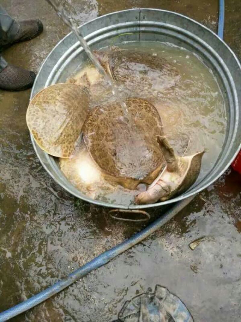 珍珠鳖