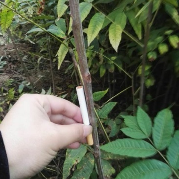 红油香椿苗80cm以上大棚