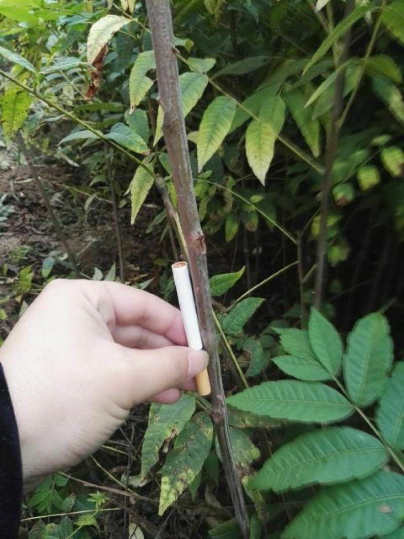 红油香椿苗80cm以上大棚