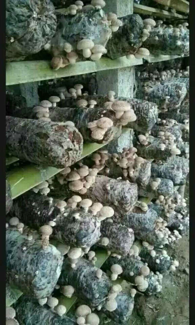 干香菇