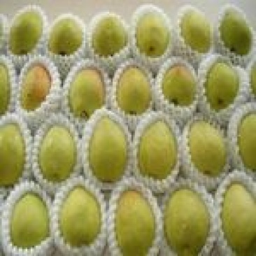 库尔勒香梨100~150g55mm以上公