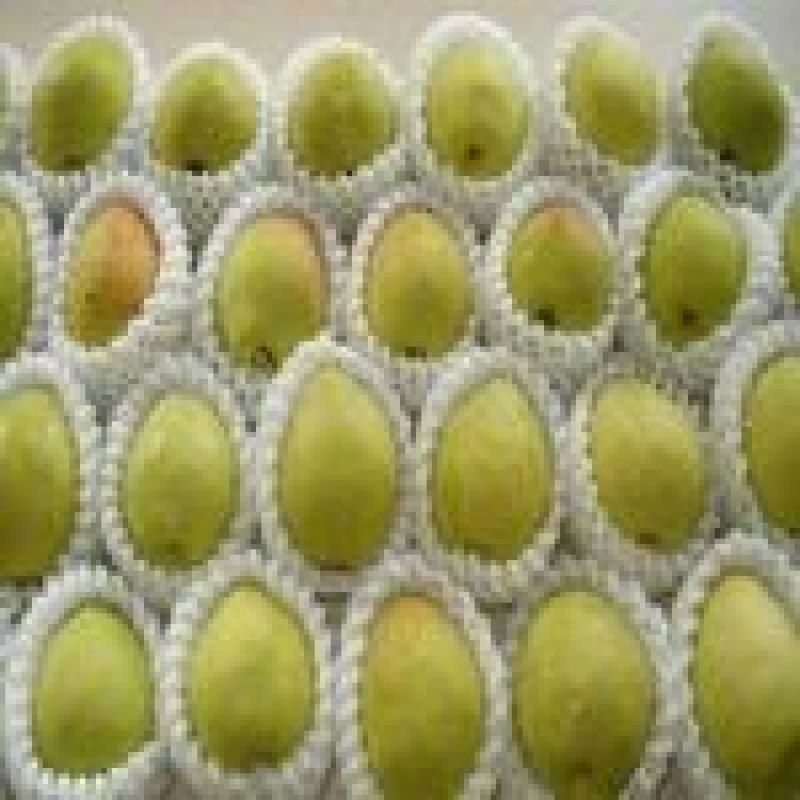 库尔勒香梨100~150g55mm以上公
