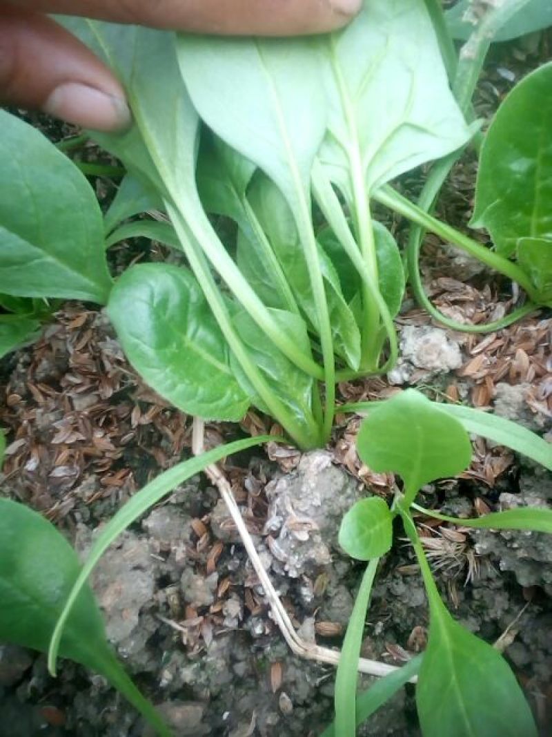 大叶菠菜10~15厘米