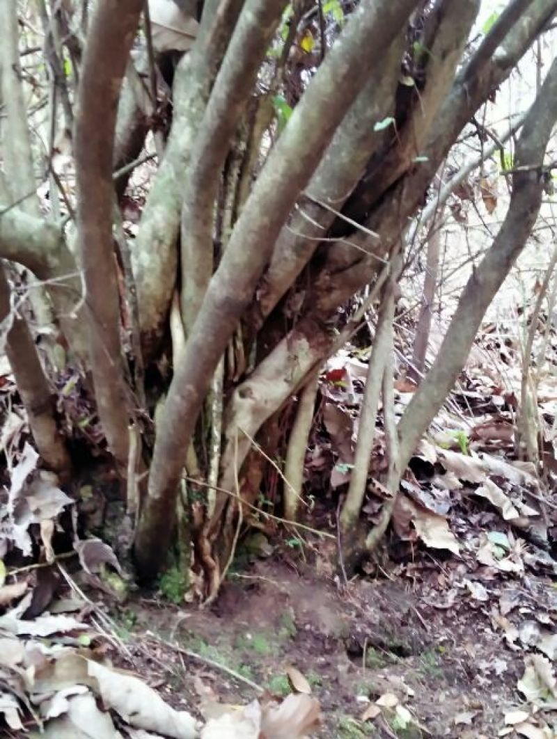 映山红10~15cm