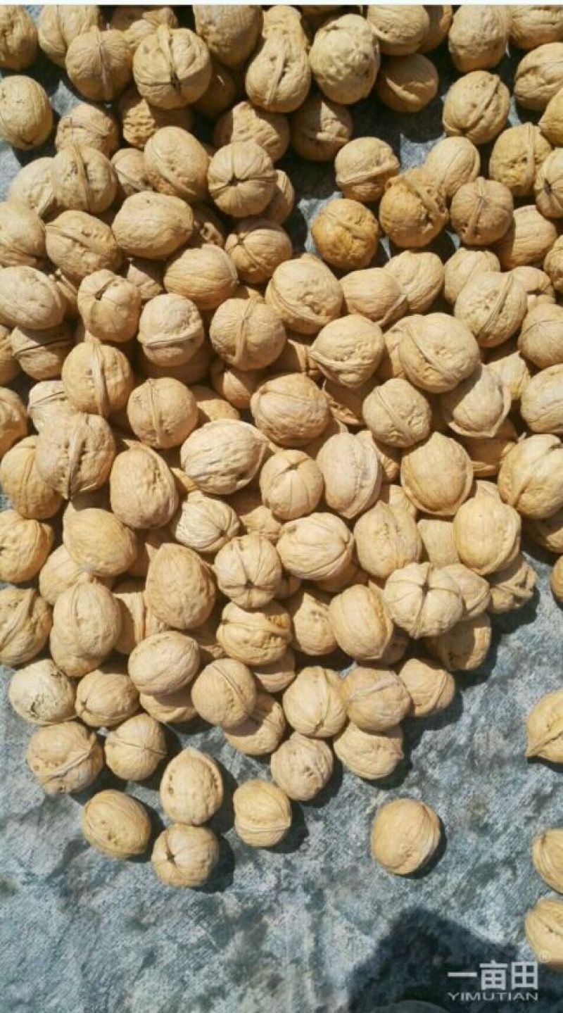 新疆185核桃去皮干