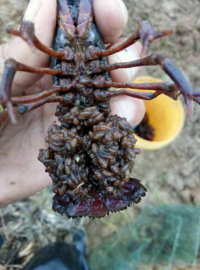 洪泽湖小龙虾苗塘口一手货