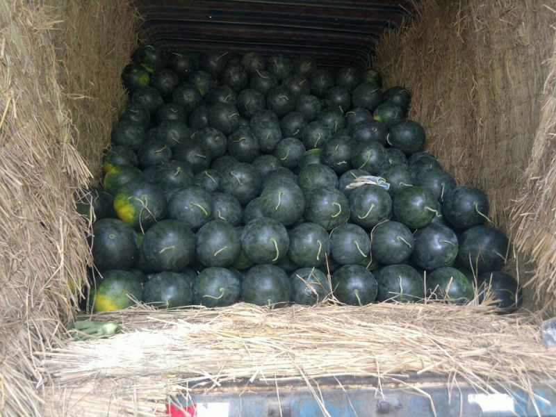 甜王西瓜6斤打底7成熟1茬