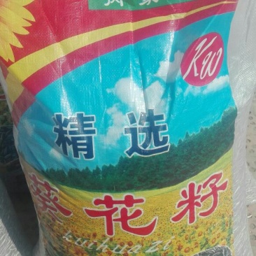 食葵150~200cm