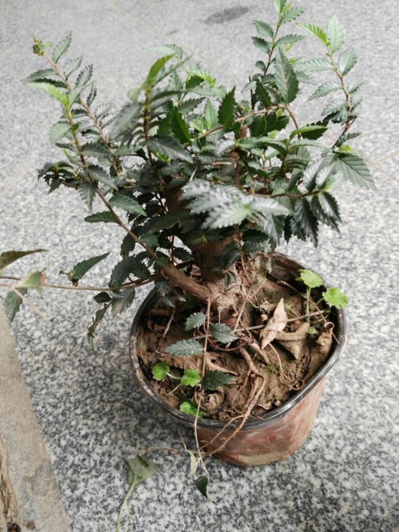 榔榆2~4cm4cm以下0.5m以下