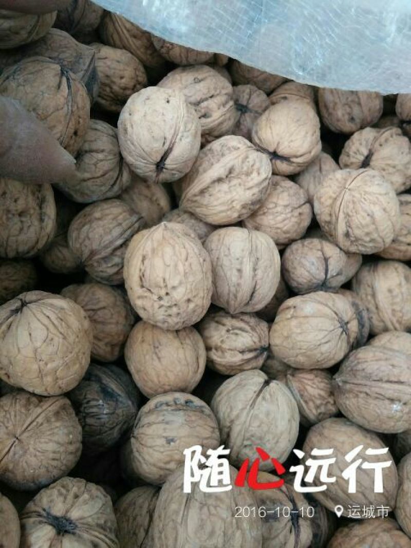 绵核桃25mm以下去皮干