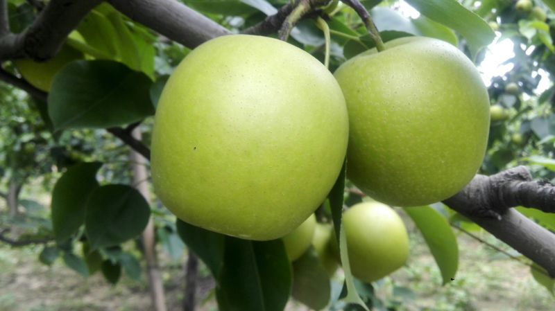 皇冠梨250~300g光果