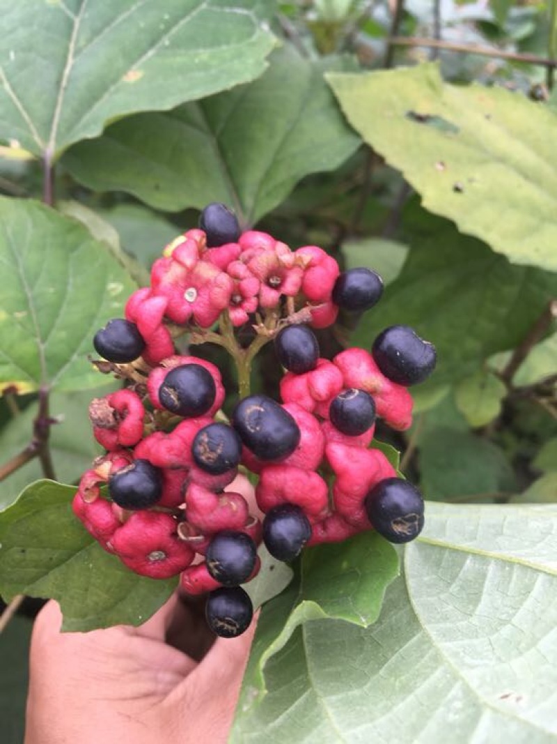 臭牡丹四川德阳种植多年生臭牡丹