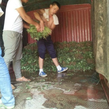 苏薯8号红薯苗25~35cm