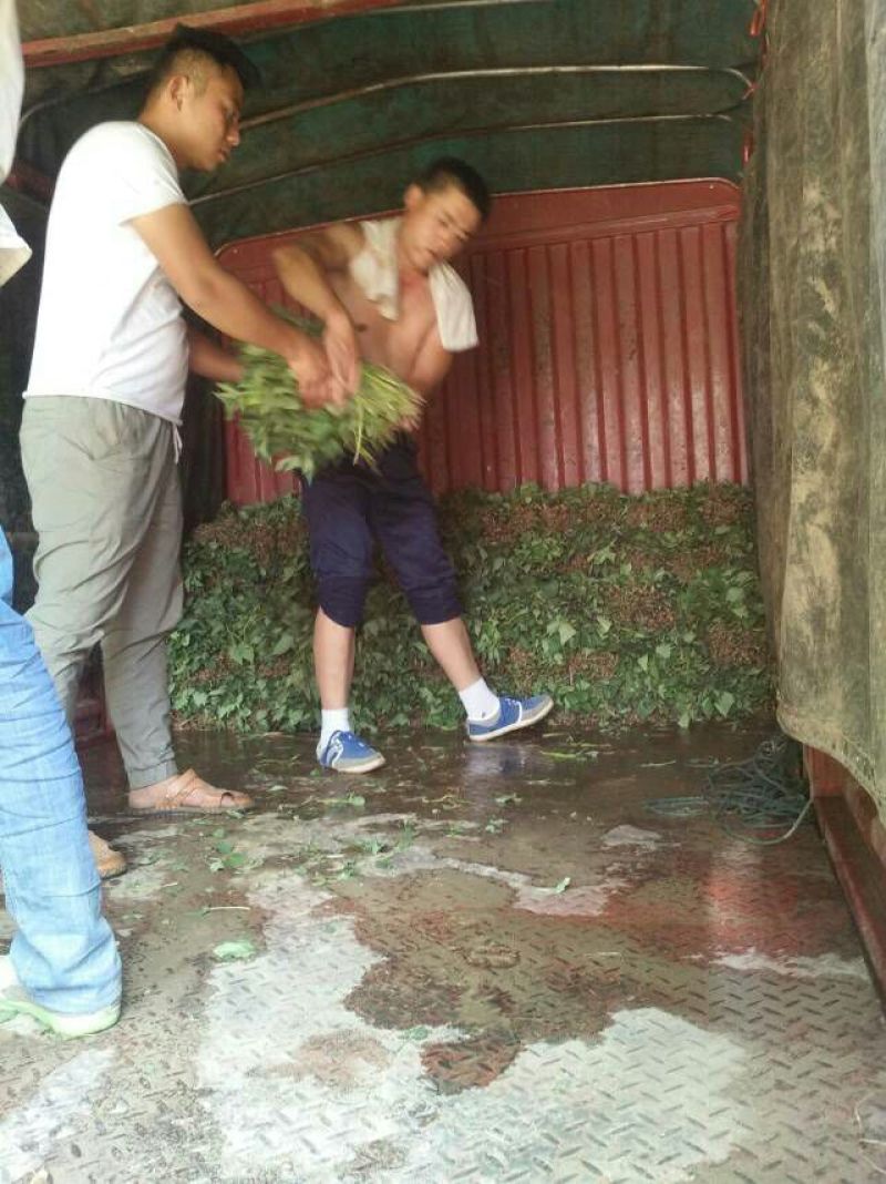 苏薯8号红薯苗25~35cm