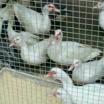 热镀锌鸡笼设备养鸡网