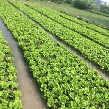 意大利生菜