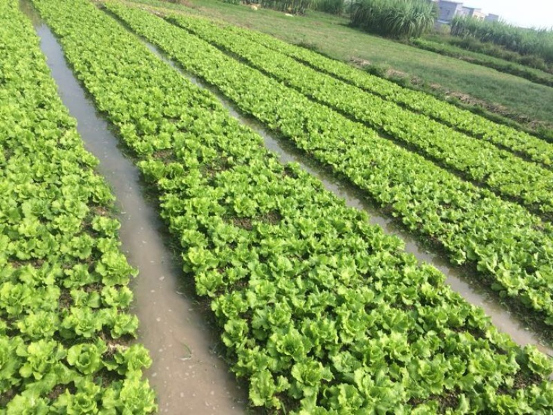 意大利生菜